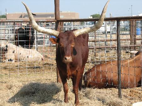 Auch die Kuehe (hier ein Longhorn Bulle)sehen in Texas nicht so freundlich aus.