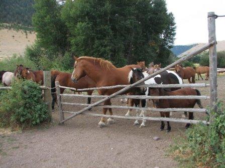 Fast alle Pferde sind hier Quarterhorses. Bis auf diesen Giganten hier. Er ist ein Belgian Coldblood. Daneben steht zum Groessenvergleich ein Painted Quarter und ein Poney.