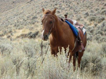 Pferd hat Pause.