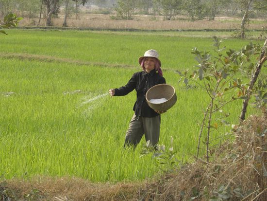 Eine Reisfeldfrau....