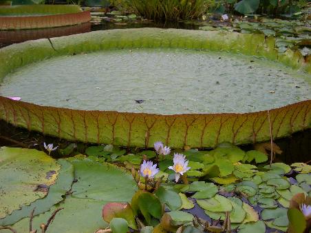 Lotusblütenblatt im Botanischen Garten in Erlangen (hoffentlich bald auch in Indonesien zu sehen)