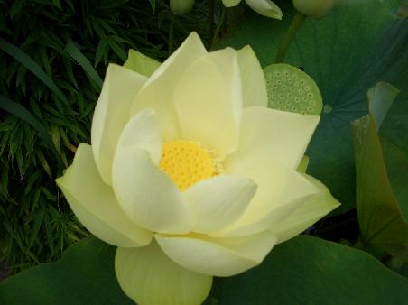 Lotusblüte ebenfalls in Erlangen gesichtet