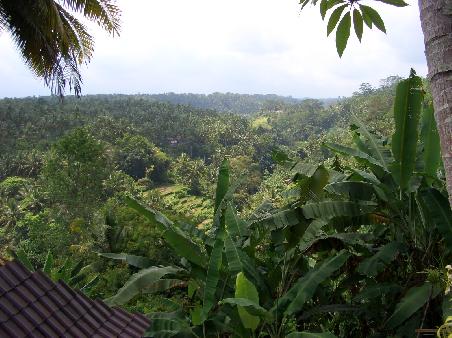 Landschaft in der Naehe von Ubud I