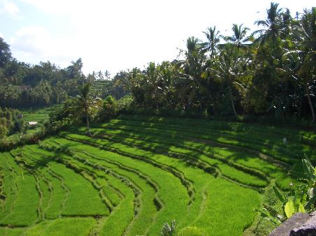 Landschaft in der Naehe von Ubud II