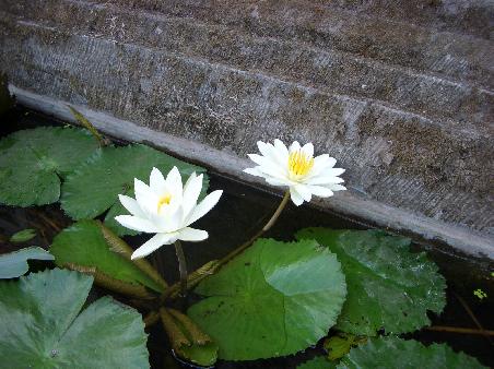 Lotusblueten - diesmal in echt und nicht in einem deutschen Botanischen Garten