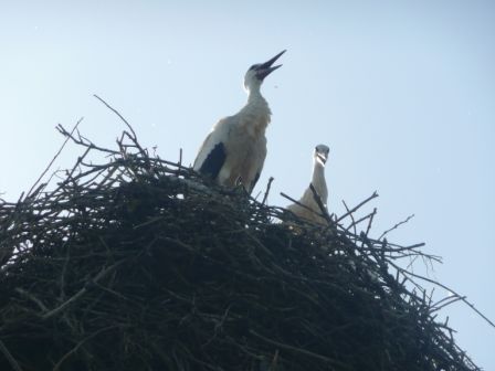 Störche am Kirchendach