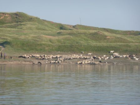 Schafe am Strand