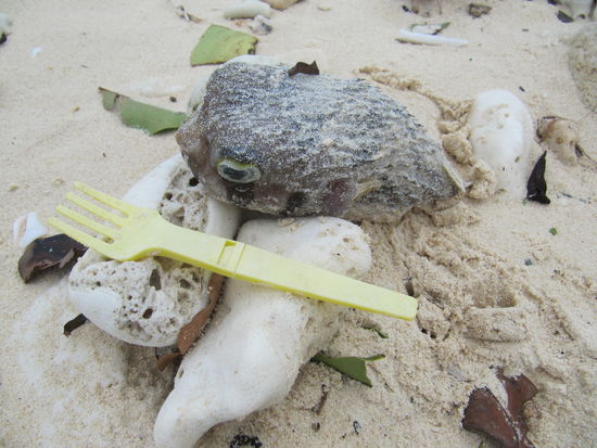 Kugelfisch frisch vom letzten Sturm angespuehlt...mmmmh