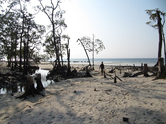 Der Elefantbeach auf Havelock, Elefant deswegen, weil diese den Pfad dorthin getrampelt haben...
