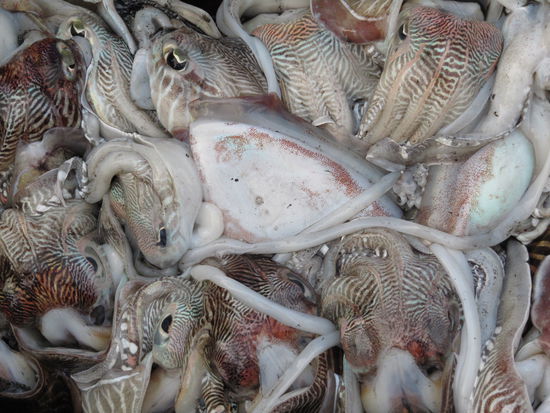 Leider kann man diese Schoenen ja auch essen...