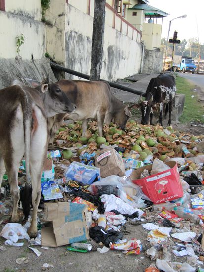 Indiens Muell, eine traurige Geschichte.