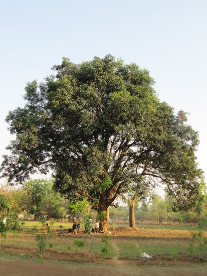 Der Mangobaum unter dem der Brand statt findet.