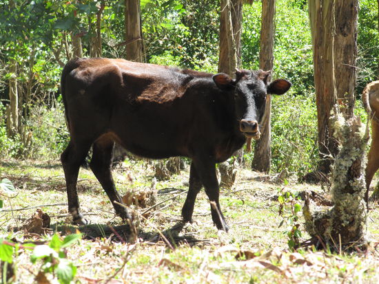 Das is also eine Eukalyptuskuh.