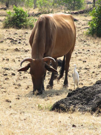 Gorkana: Diese beiden sieht man nicht selten zusammen rum duempeln, keine Ahnung warum eigentlich? Jedenfalls ein ungleich schoenes Paar.