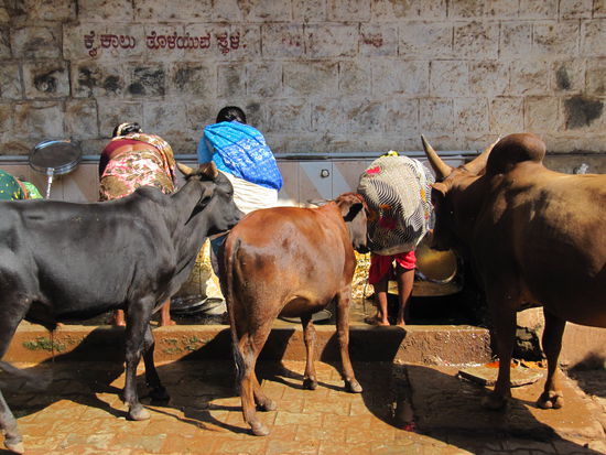 Nochmal Gorkana, weils da halt so viele Kuehe gibt: Fleissige Waschkuehe die einem gerade mal bis zur Huefte gehn, eine besonders lustige Rasse, vorallem wenn man Kaelbchen trifft, die gerade mal so gross wie ne Katze sind.