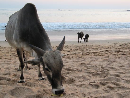 Schon wieder Gorkana, Ombeach: Der Flo fuettert ja gerne mal Bananenschalen und da war dieses Exemplar so ausserordentlich begeistert, das sie nach diesem Foto auf meinen Handtuch rum getrampelt ist und unser gerade erst ergattertes, in Indien so rahres Vollkornbrot, fast vollkommen verschmausen wollte. Am Fotoapparat ist sie nur Zentimeter vorbei getrampelt. Alles Gefluche half nichts, da musste erst ein schmaechtiger Inder kommen und sie am Horn wegschleiffen, sowas...
