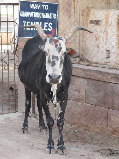 Badami: Eine Tempelkuh mit indischem Punkt auf der Stirn, also leida schon vergeben.