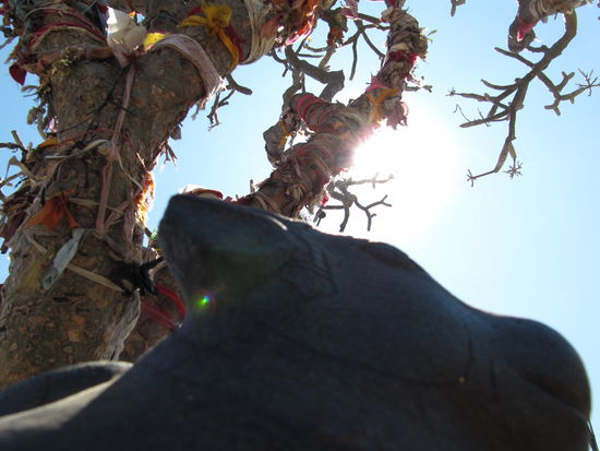 Hampi: Die Steinkuh unter dem heiligen Baum, gleich dort drueben auf dem gruenen Huegel.