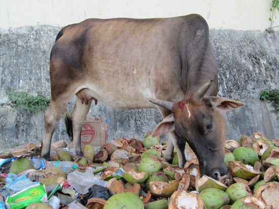 Andamanen, Port Blair: Muell ueberall, mittendrin, die Gormetkuh.