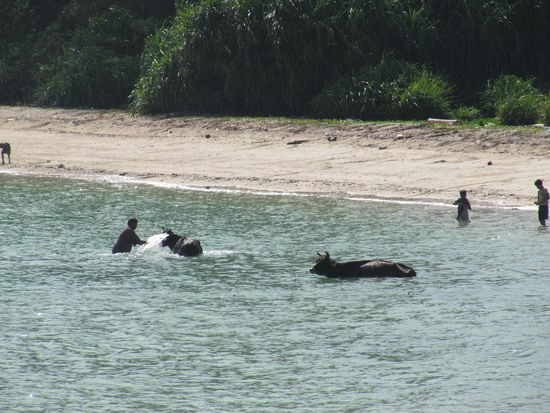 Andamanen, Neil Island: Bueffel gemueffel!