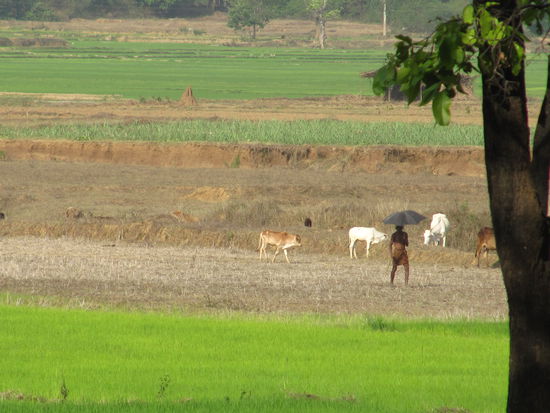 Auf dem Weg nach Jagdalpur: Moderner Kuhhirte, mit Regenschirm, bei 40 Grad.