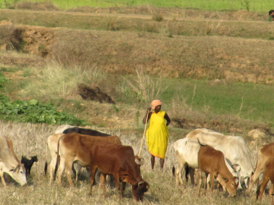 Richtung Jagdalpur: Einfach schoen.