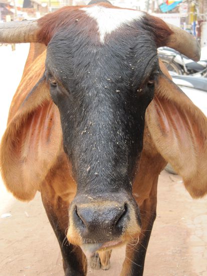 Jagdalpur: Moooooeeeh...mehr Schaf als Kuh!