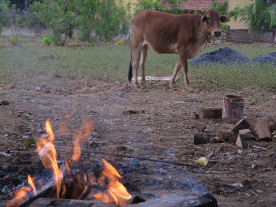 Auch Saati: Und diese freche Kuh mag die Adivasi und ihre Arbeit.