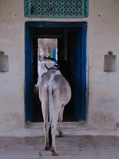Orchha: Ein neugiriges Exemplar. Kuehe moegen auch gern ins Wohnzimmer.