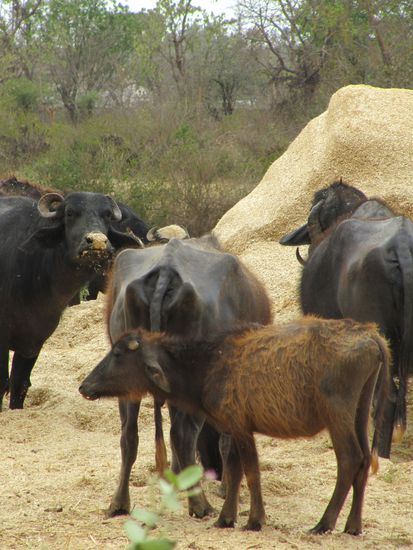 Orchha: Ein Getreideberg fuer Wasserbueffelmueffel ganz allein.