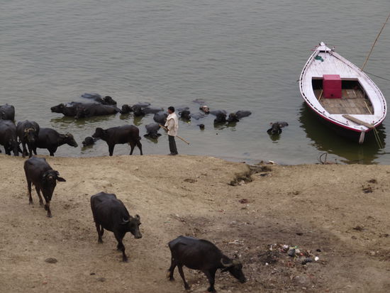 Varanasi: Bueffel beim Gangesbad.