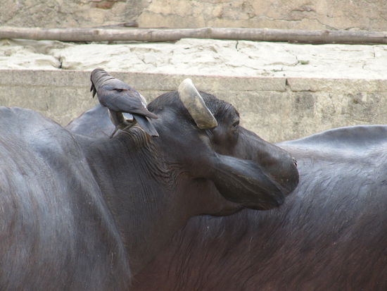 Varanasi: Die dunkle bessere Haelfte.
