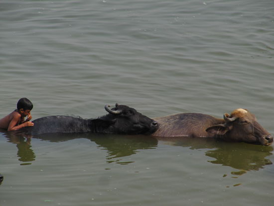 Varanasi: beim Baden auf Kuehen turnen...muuuueeeeh