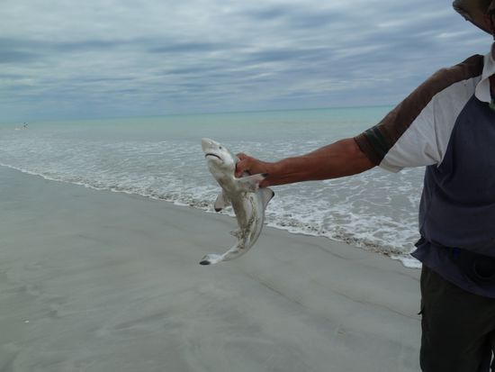 Das habe ich öfters gesehen