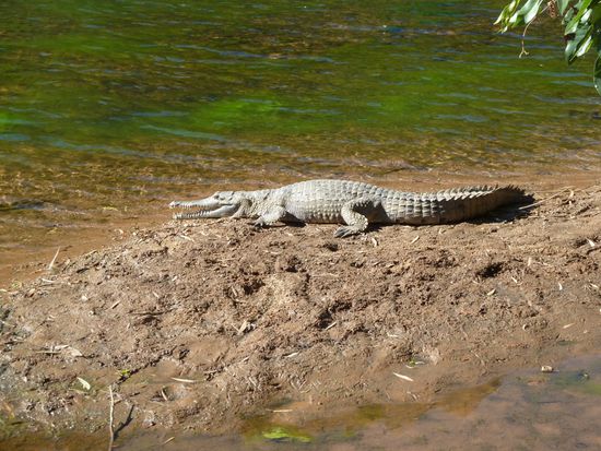 Näher als 10 Meter getraute ich mich nicht.