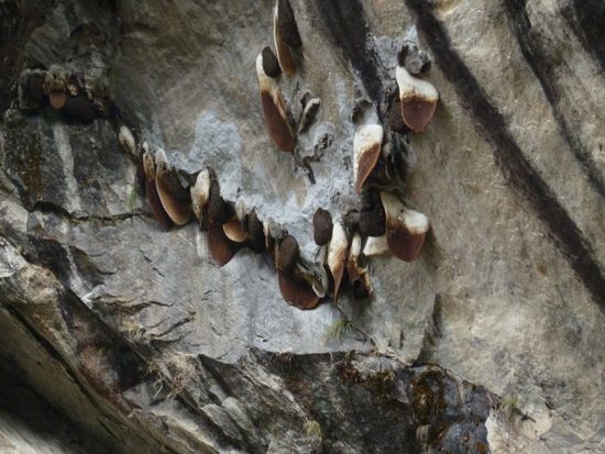 Zum Teil sind die Bienenstöcke 2 auf 3 Meter gross.