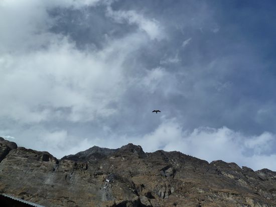 Lämmergeier im Flug aufzunehmen ist schwierig.