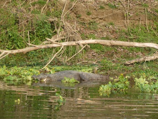 Von denen sahen wir am Morgen drei und am Nachmittag eines.