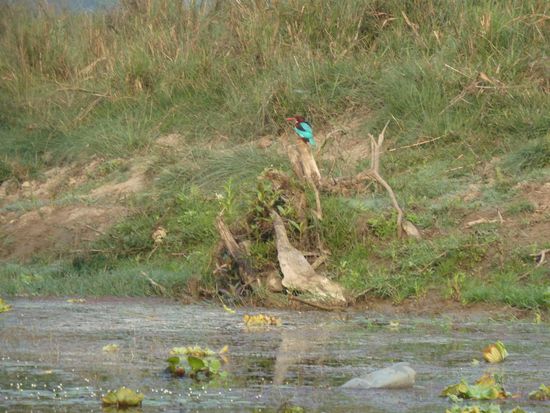 Eisvögel gab es einige.