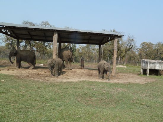 Zwillinge sind sehr selten in der Zucht.