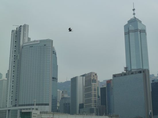 Hier gibt es auch viele Adler