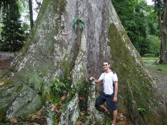 Einer der vielen Bäume im botanischen Garten