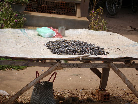 Über die Mekongmuscheln habe ich ja im Bericht schon erzählt. Mit den Zähnen aufknacken aber aufpassen dass man nicht lauter Schalenstückchen im Mund hat.