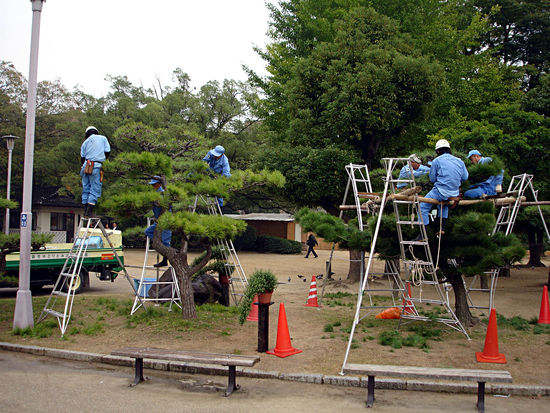 Baumpflege auf japanisch