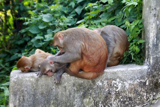 Am Weg jede Menge Affen