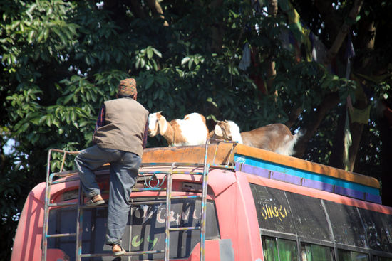 Ziegentransport auf Nepalesisch