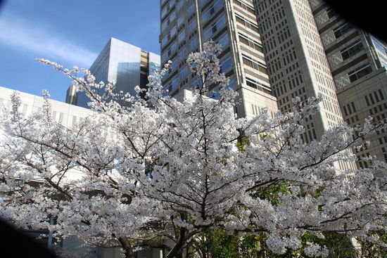 Rathaus und Kirschblüte