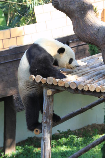 Mein erster Panda in Natura - ziemlich beweglich. Traut man ihm so gar nicht zu.