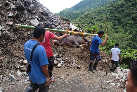 Eine Sau wird vermutlich für eine Feier ins Dorf runter getragen. Sie hat ganz schön geschrien und so heftig, wie sie sich aufgebäumt hat war ich mir nicht sicher, ob sie sich nicht los reist. Mein Guide und ich waren auf dem selben Weg unterwegs.