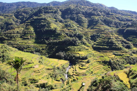 Reisterassen im Sonnenschein